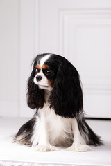 King charles spaniel sits indoor at studio