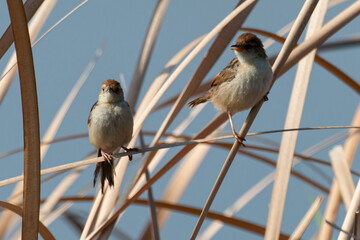 Cisticole à sonnette,.Cisticola tinniens, Levaillant's Cisticola