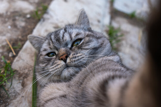 Furry grey cat takes a selfie lying down