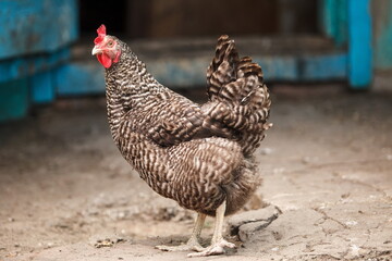 Hen in the farm. Agricultural concept about poultry and agricult