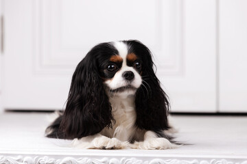King charles spaniel sits indoor at studio