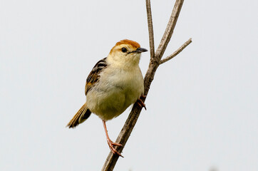 Cisticole grise,.Cisticola rufilatus, Tinkling Cisticola