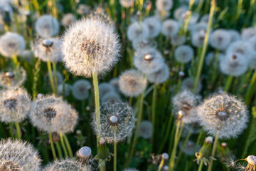 Field with white fluffy dandelions. blowball