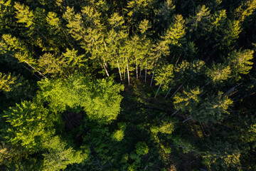 Aerial photograph of Forstenrieder Park pine forest. Forest in Bavaria bird view. Alpine forest...