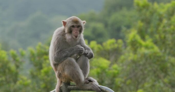 Wild monkey at the mountain