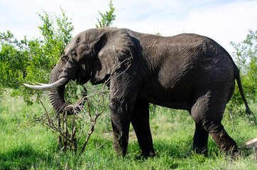 Obraz premium Eléphant d'Afrique, Loxodonta africana, Parc national Kruger, Afrique du Sud