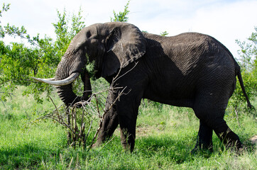 Fototapeta premium Eléphant d'Afrique, Loxodonta africana, Parc national Kruger, Afrique du Sud