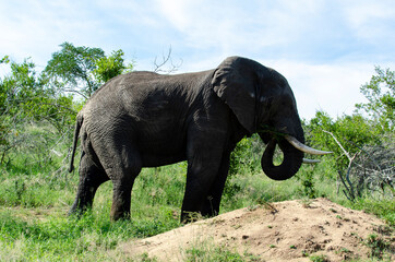 Fototapeta premium Eléphant d'Afrique, Loxodonta africana, Parc national Kruger, Afrique du Sud