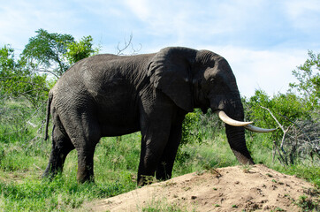 Fototapeta premium Eléphant d'Afrique, Loxodonta africana, Parc national Kruger, Afrique du Sud