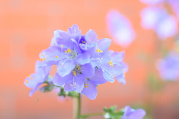 lilac flowers on a blue background