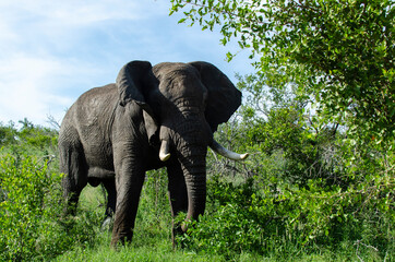 Fototapeta premium Eléphant d'Afrique, Loxodonta africana, Parc national Kruger, Afrique du Sud