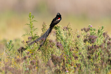 Euplecte à longue queue,.Euplectes progne, Long tailed Widowbird, Afrique du Sud