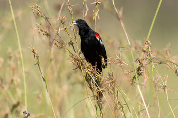 Euplecte à longue queue,.Euplectes progne, Long tailed Widowbird, Afrique du Sud