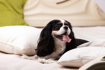 King charles spaniel sits indoor at studio