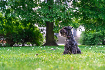 little black schnauzer in the city park