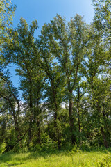 Green spring treetops in the forest. Low angle view. Special nature reserve 