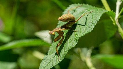 Macro of little child male European Mantis or Praying Mantis (Mantis Religiosa) from family Sphodromantis viridis looks into camera and sits on green leaf. Macro in natural habitat. Selective focus