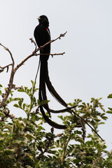 Euplecte à longue queue,.Euplectes progne, Long tailed Widowbird, Afrique du Sud
