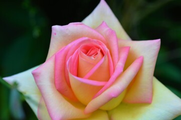 A pink rose close-up.