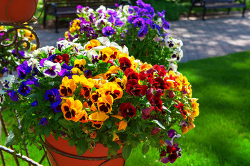 Fototapeta na wymiar colorful flowers in a vase , flower pot in a summer park 