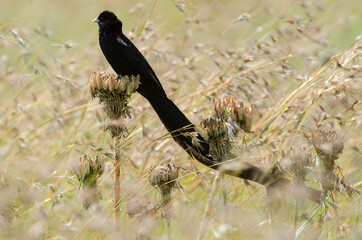 Euplecte à longue queue,.Euplectes progne, Long tailed Widowbird, Afrique du Sud