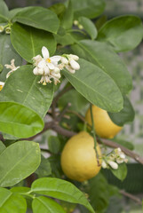 lemon tree with flowers