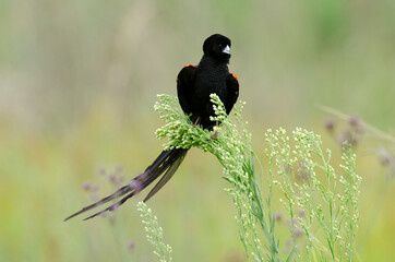 Euplecte à longue queue,.Euplectes progne, Long tailed Widowbird, Afrique du Sud