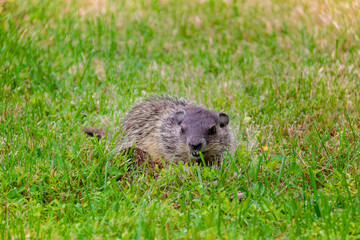 prairie dog eating grass