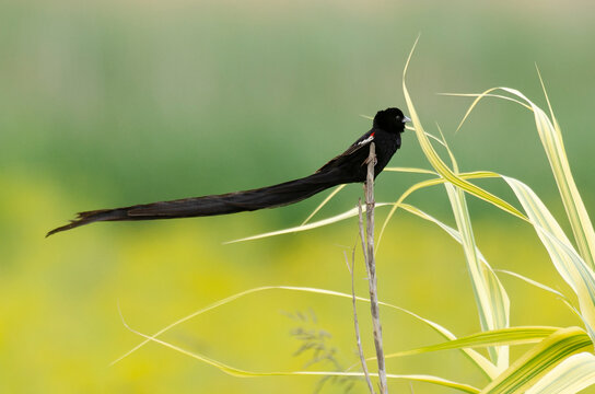 Euplecte à Longue Queue,.Euplectes Progne, Long Tailed Widowbird, Afrique Du Sud