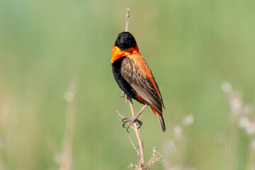 Euplecte ignicolore,.Euplectes orix, Southern Red Bishop, Afrique du Sud