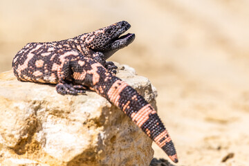 Lizard Gila Monster( Heloderma suspectum) north america.