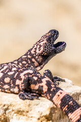 Lizard Gila Monster( Heloderma suspectum) north america.
