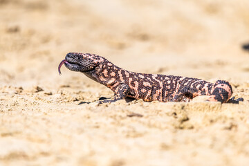 Lizard Gila Monster( Heloderma suspectum) north america.