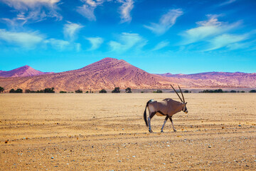 Oryx Antelope