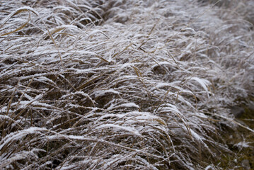 snow covered grass