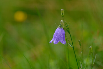 Zwerg-Glockenblume (Campanula cochleariifolia)	
