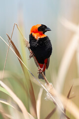 Euplecte ignicolore,.Euplectes orix, Southern Red Bishop, Afrique du Sud