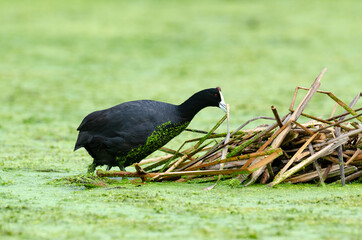 Foulque caronculée, .Fulica cristata, Red knobbed Coot
