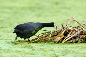 Foulque caronculée, .Fulica cristata, Red knobbed Coot