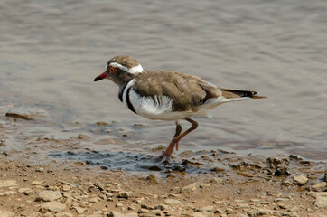 Gravelot à triple collier,.Charadrius tricollaris, Three banded Plover