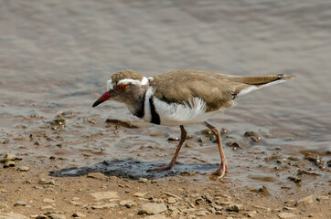 Gravelot à triple collier,.Charadrius tricollaris, Three banded Plover