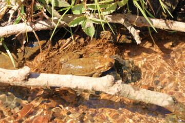 Common toad or European toad, Bufo bufo, in shallow water