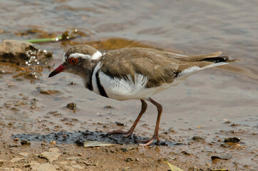 Gravelot à triple collier,.Charadrius tricollaris, Three banded Plover