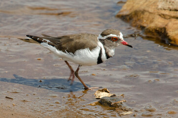 Gravelot à triple collier,.Charadrius tricollaris, Three banded Plover