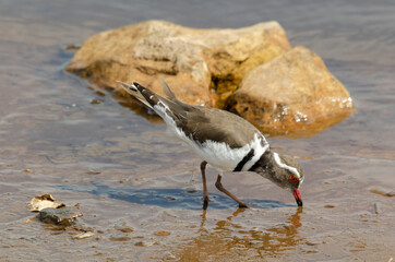 Gravelot à triple collier,.Charadrius tricollaris, Three banded Plover