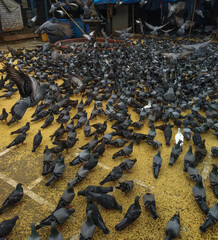 Kabutarkhana at Dadar Mumbai with lot of pigeons