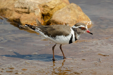 Gravelot à triple collier,.Charadrius tricollaris, Three banded Plover