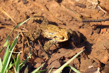 Common toad or European toad, Bufo bufo, in shallow water