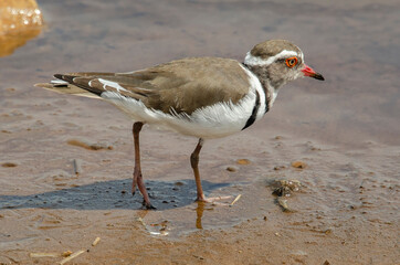 Gravelot à triple collier,.Charadrius tricollaris, Three banded Plover