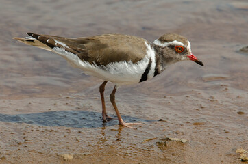 Gravelot à triple collier,.Charadrius tricollaris, Three banded Plover